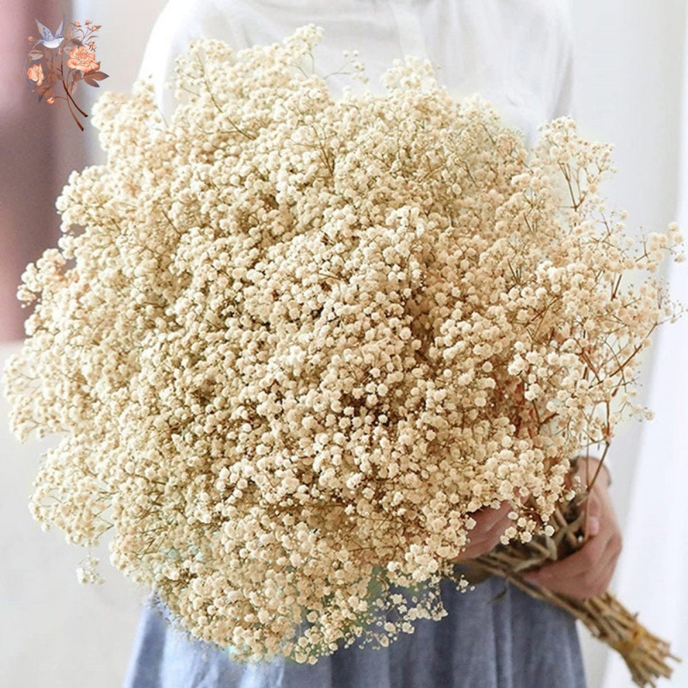 Dried Baby’s Breath Bouquet